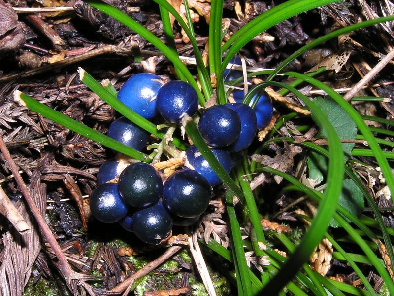 ラピスラズリのような草の実は、ジャノヒゲかな？