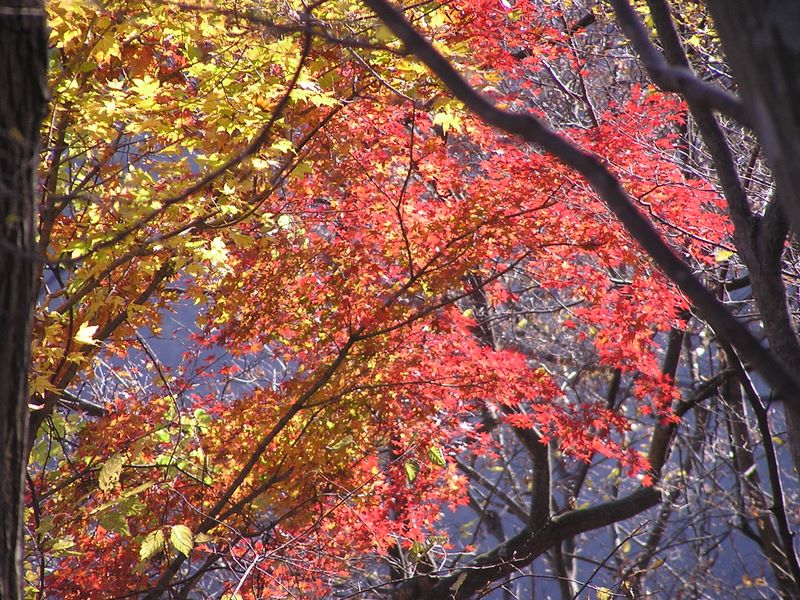 このもみじの下にサルがいた