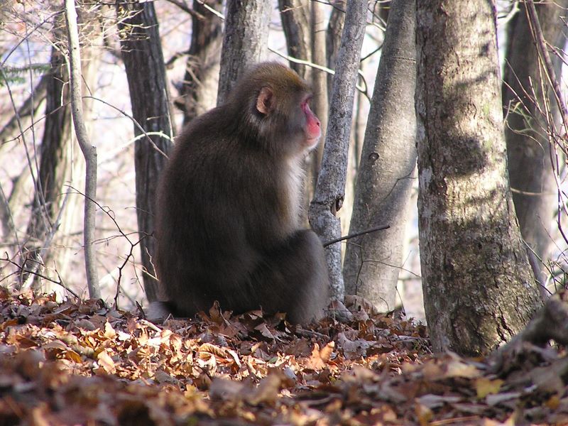 野生のサルたちもかなり人馴れしている様子