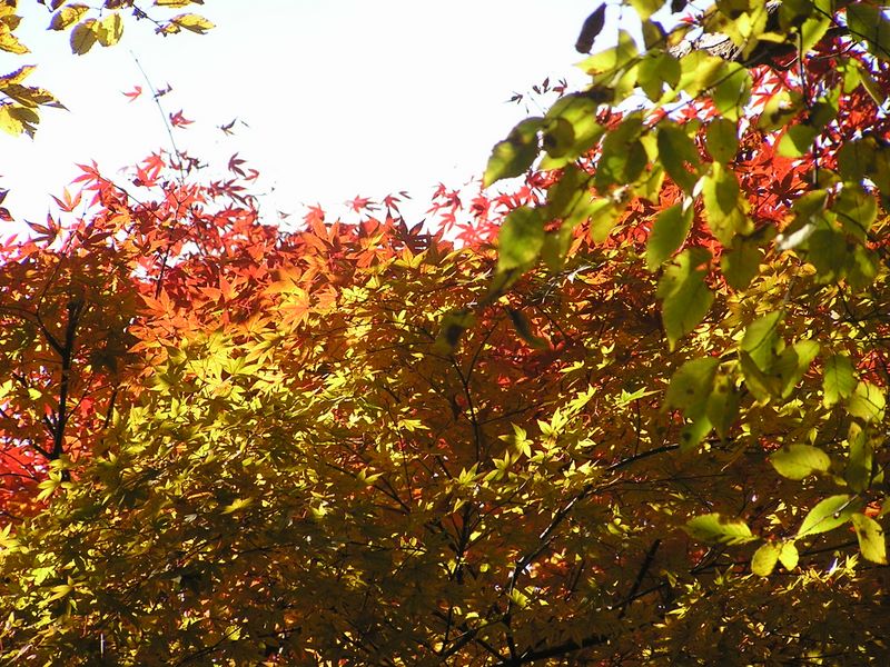 日差しを浴びて輝くもみじ