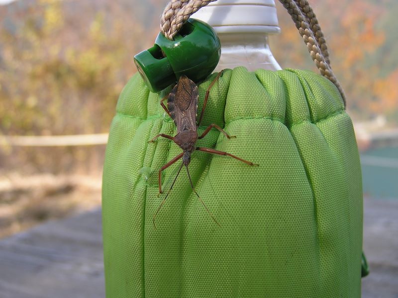 変な虫が飛んできた