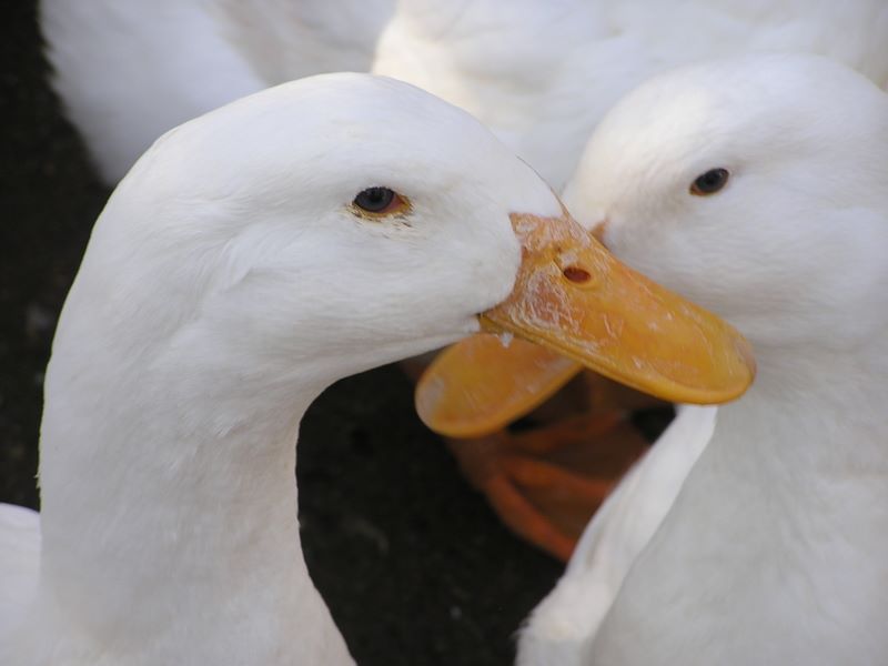 服部牧場のアヒル