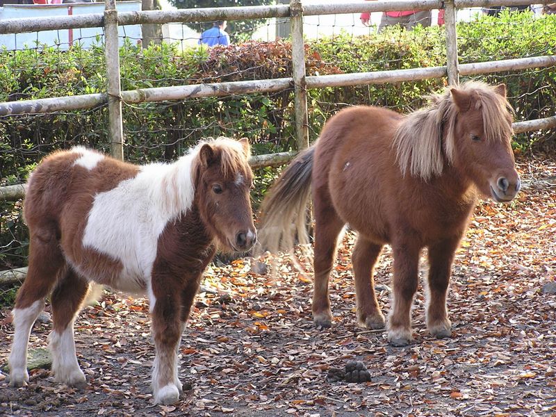 ポニーは意外と気が荒いそうだ