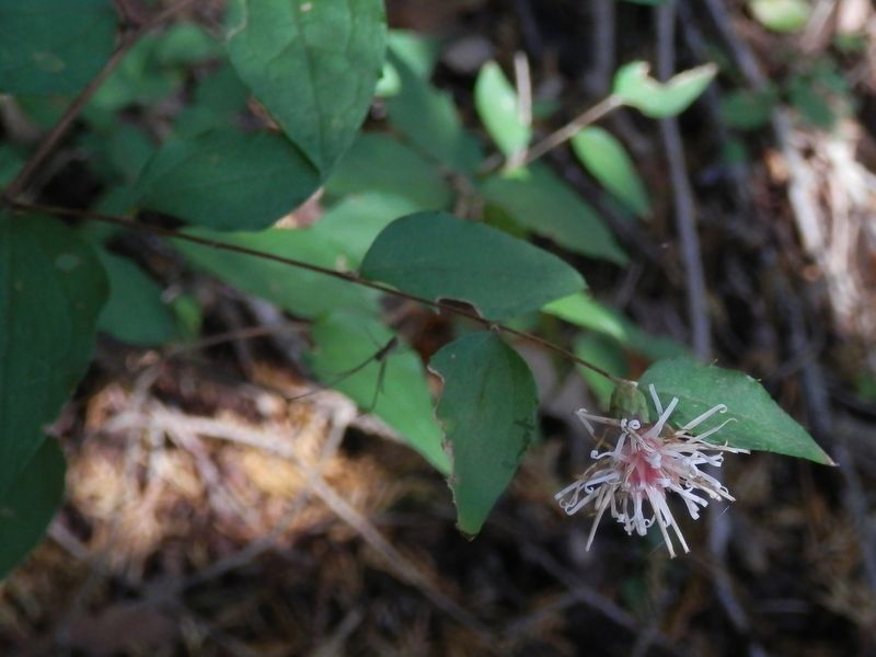 仏果山 -- コウヤボウキ