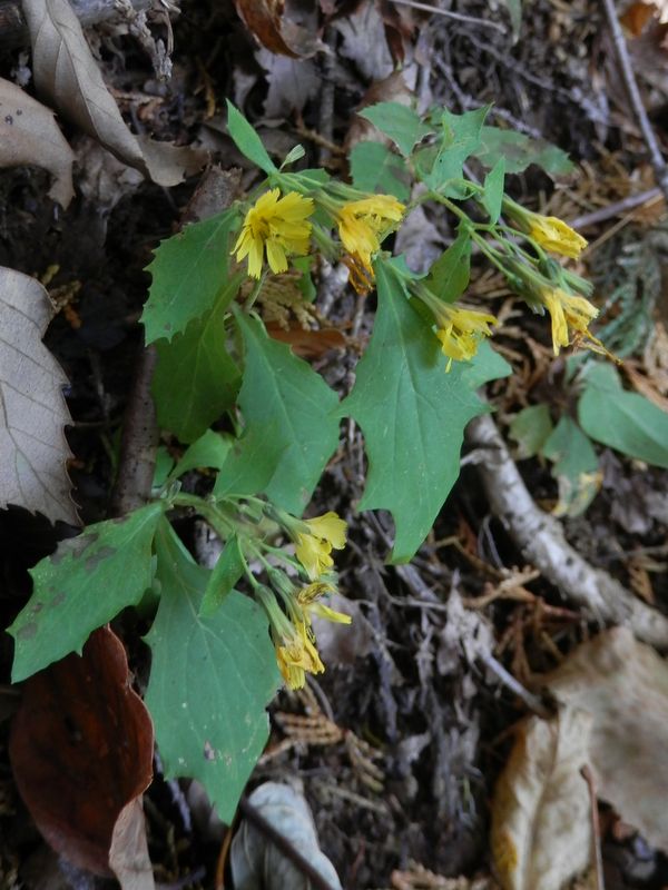 仏果山 -- ヤマニガナ