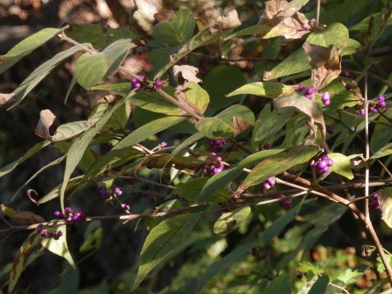仏果山 -- ムラサキシキブ