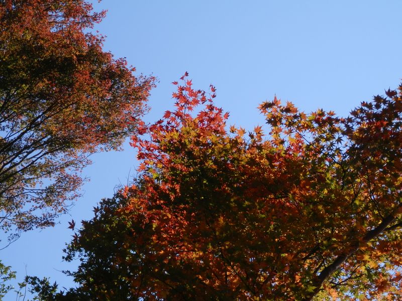 仏果山 -- モミジの色の移ろい