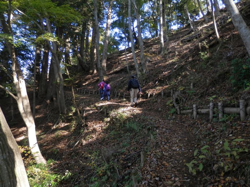 仏果山 -- モミジとモミが多い