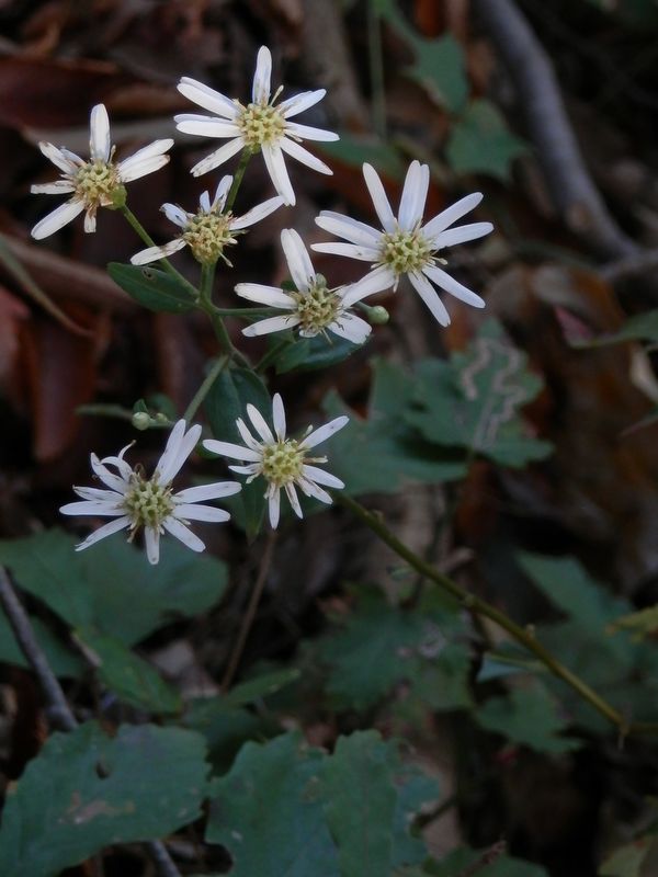 仏果山 -- ノコンギク