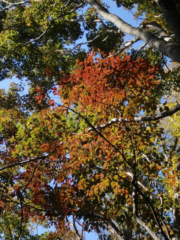 高取山 -- 透明感のある色彩