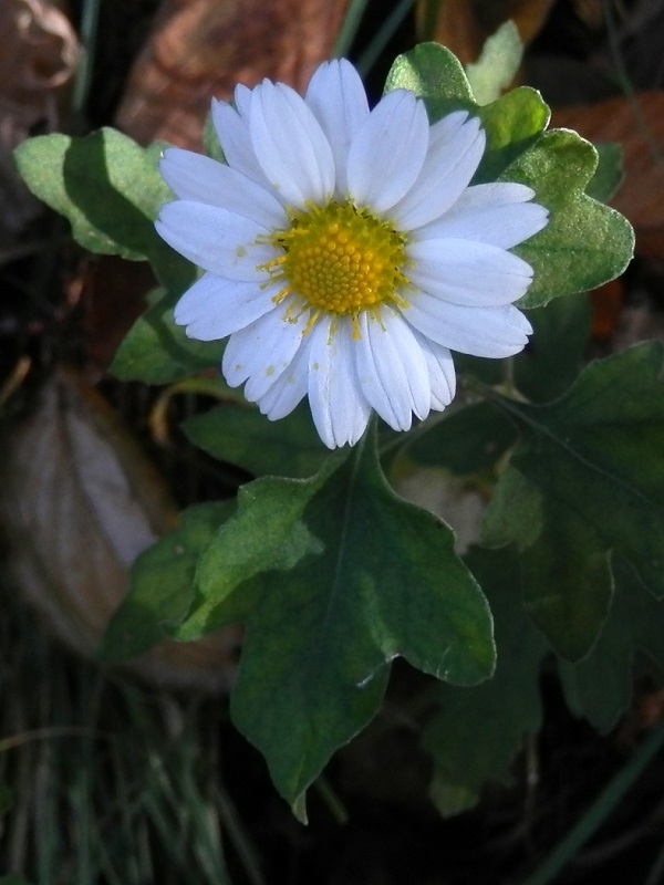 高取山 -- リュウノウギク