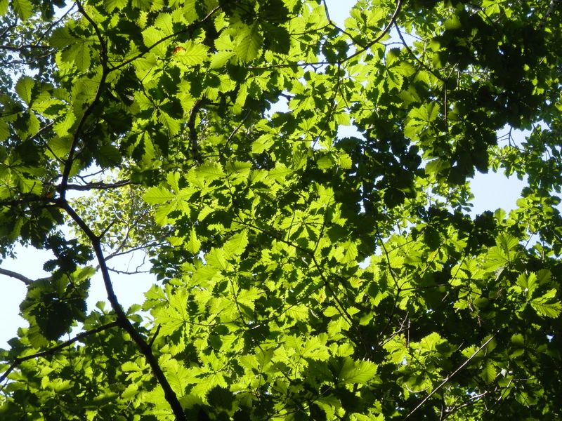 ミズナラの美しい葉