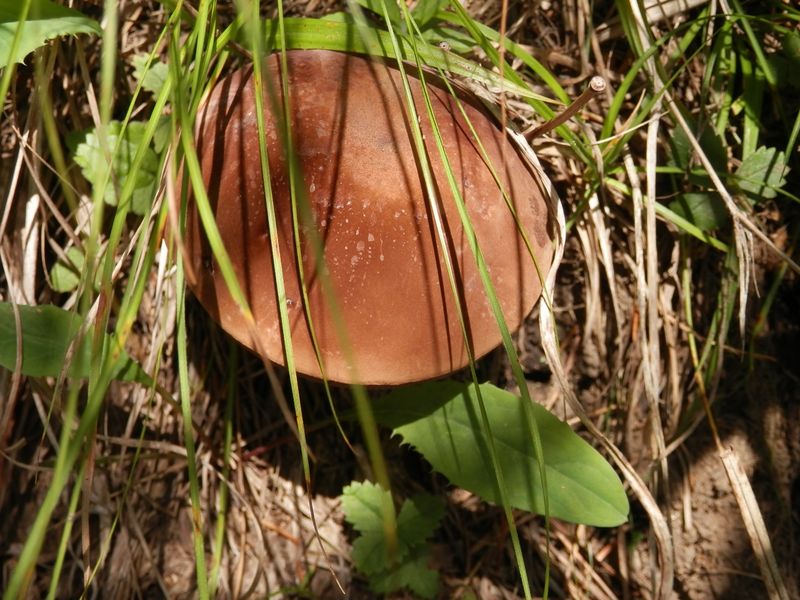 一見おいしそうなキノコ