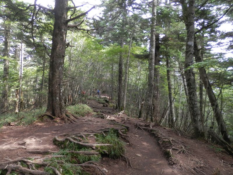 雷岩から大菩薩嶺に向かう静かな道