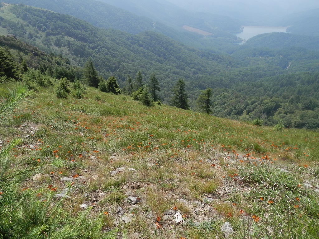 コウリンカがいっぱい