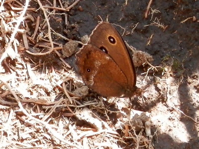 ジャノメチョウ