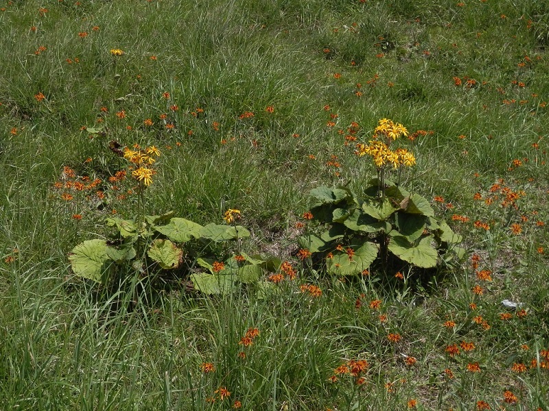 マルバダケブキとコウリンカ