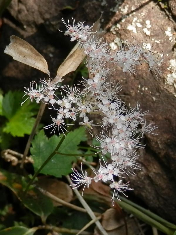 シモツケソウに似ている