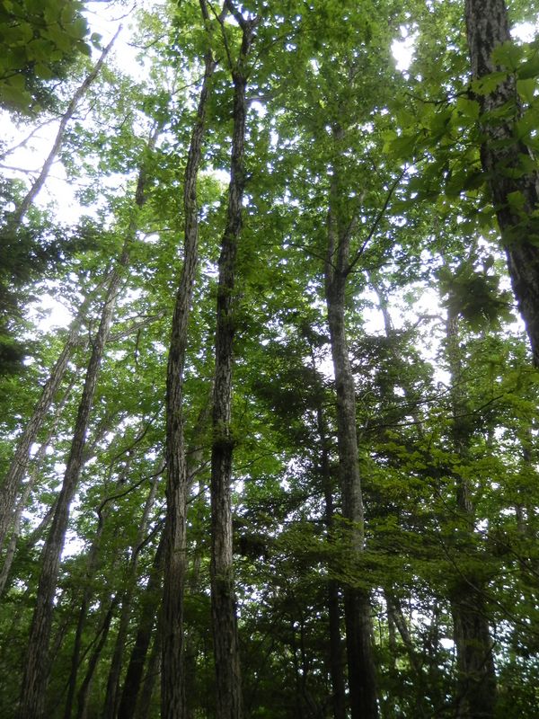 牛ノ寝通りもミズナラが多かった