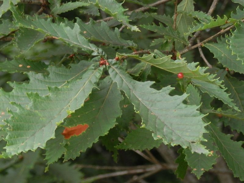ミズナラの虫こぶ