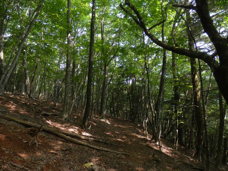 陽が射した瞬間に緑が輝く