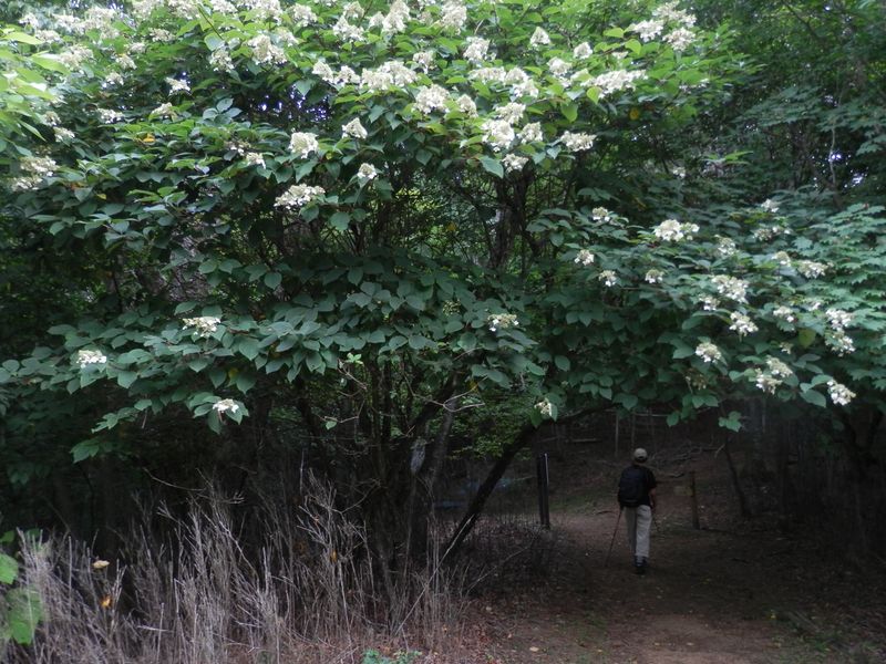 棚倉で牛ノ寝通りを離れて、小菅に下る