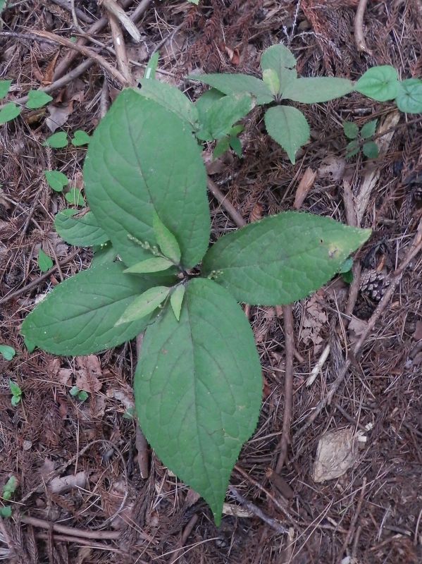 フタリシズカの閉鎖花
