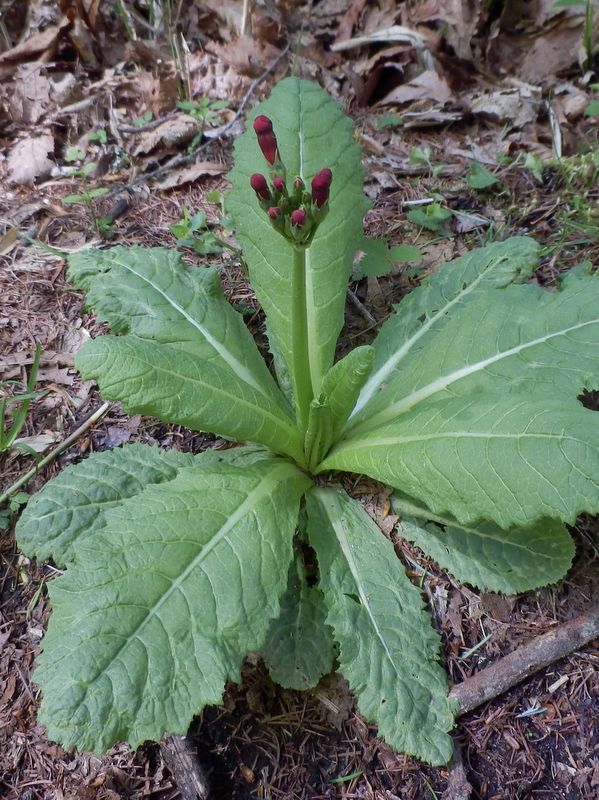 間もなく咲くクリンソウ