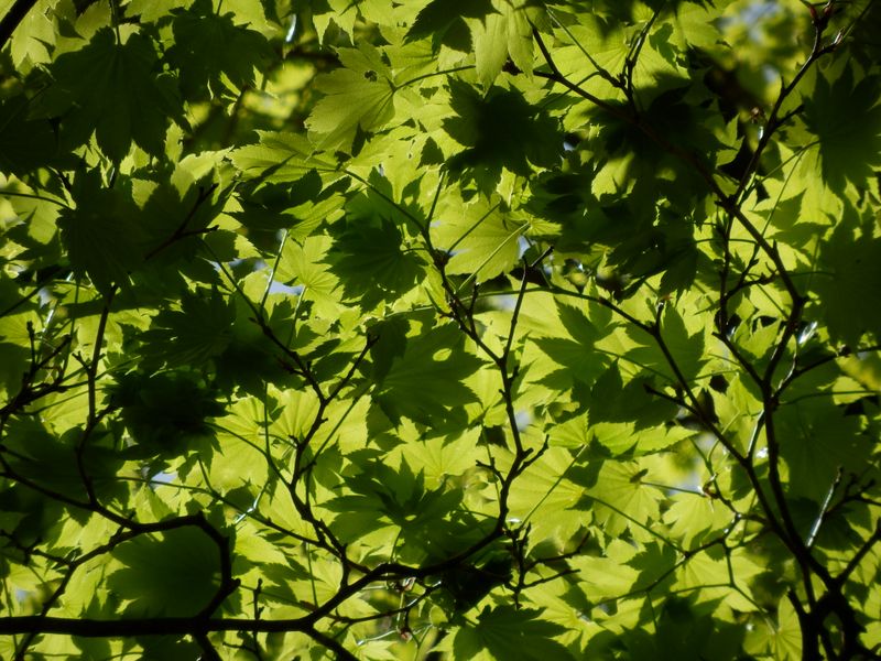 初夏のカエデ