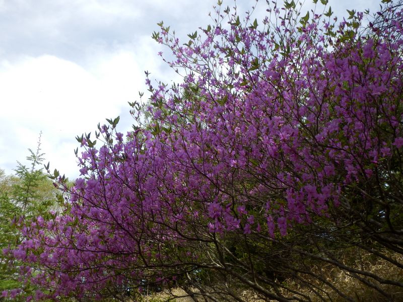 トウゴクミツバツツジ