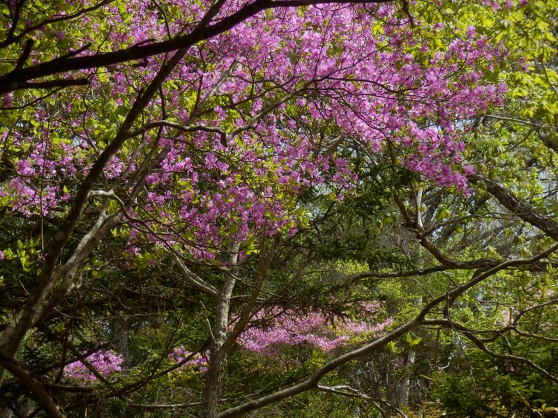 トウゴクミツバツツジ、奥の方にも