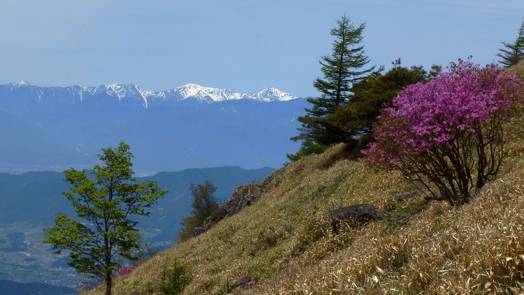 トウゴクミツバツツジと南アルプス
