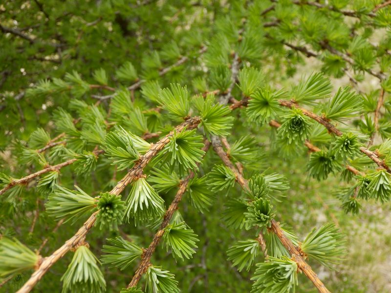 カラマツの若葉