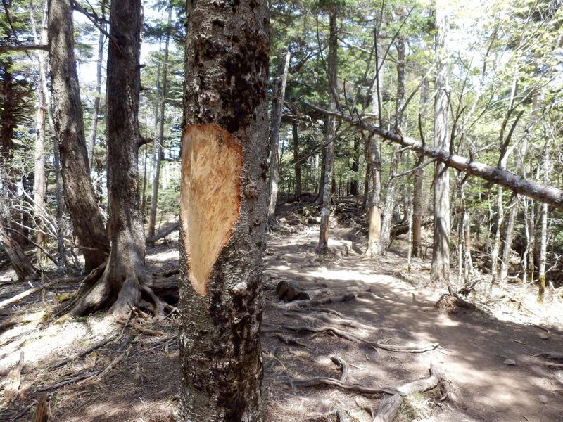 大菩薩嶺に向かう