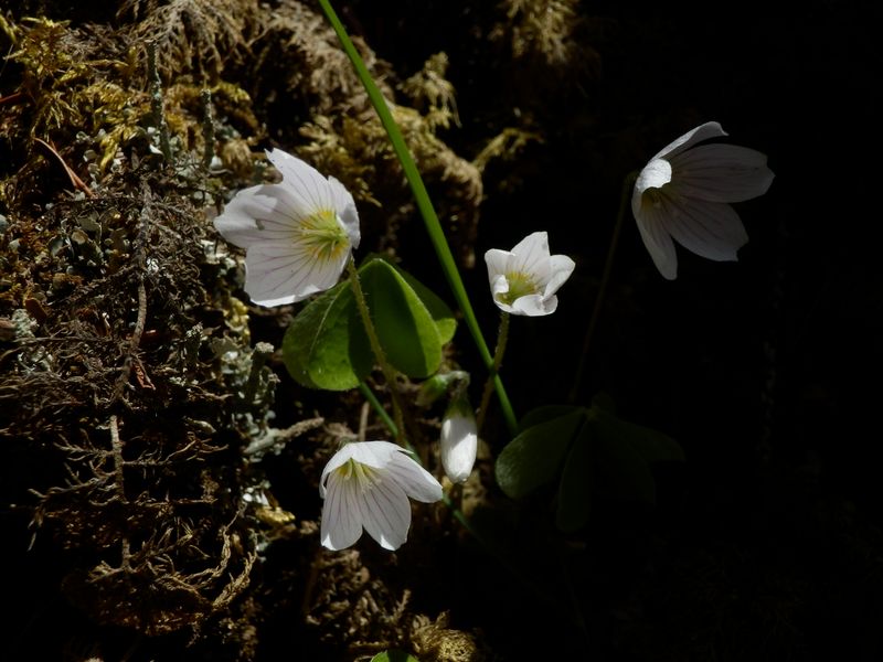 ミヤマカタバミ
