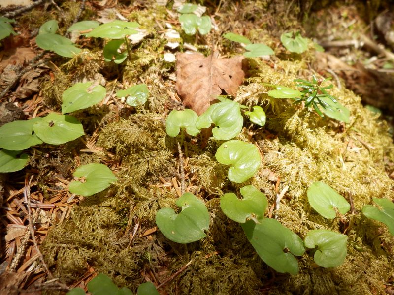 フカフカベッド