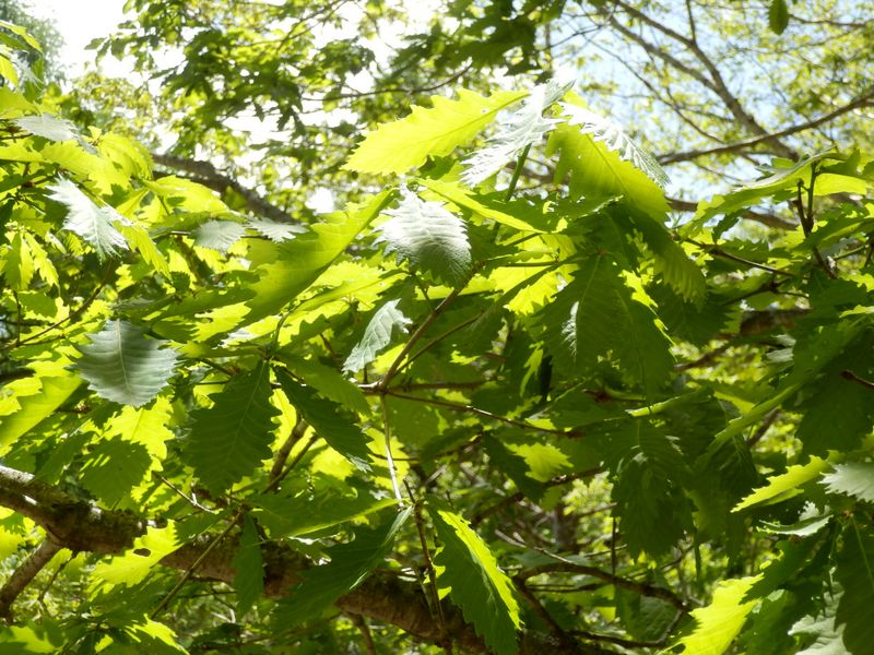 ミズナラの若葉