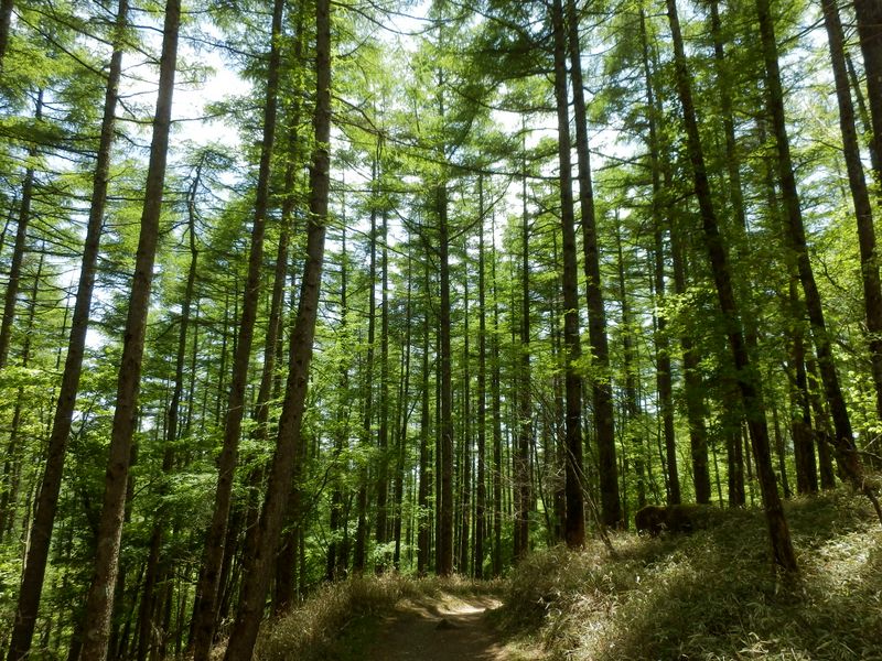 カラマツ林にエゾハルゼミの声