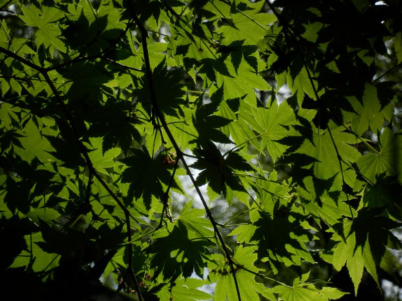 カエデのシルエット