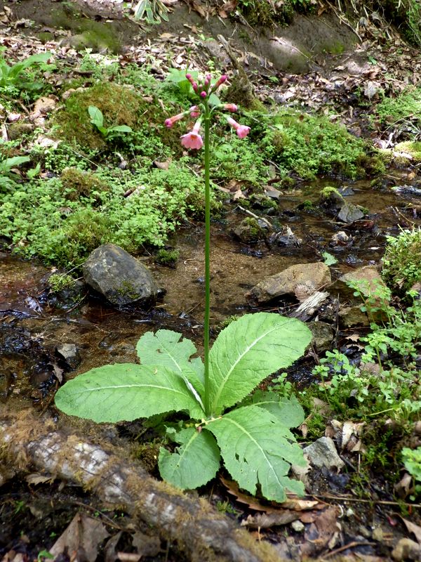 クリンソウの群生