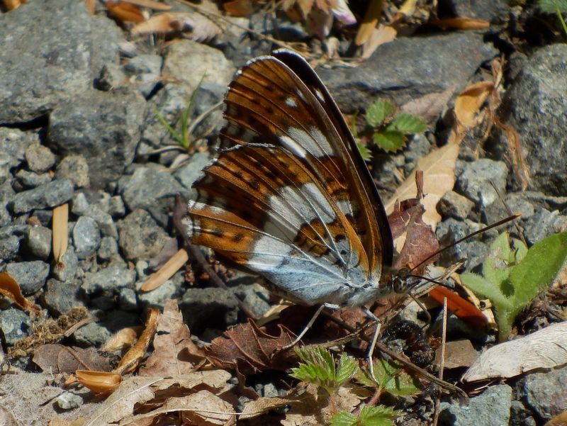 イチモンジチョウ