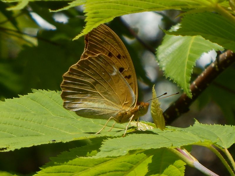 クモガタヒョウモン
