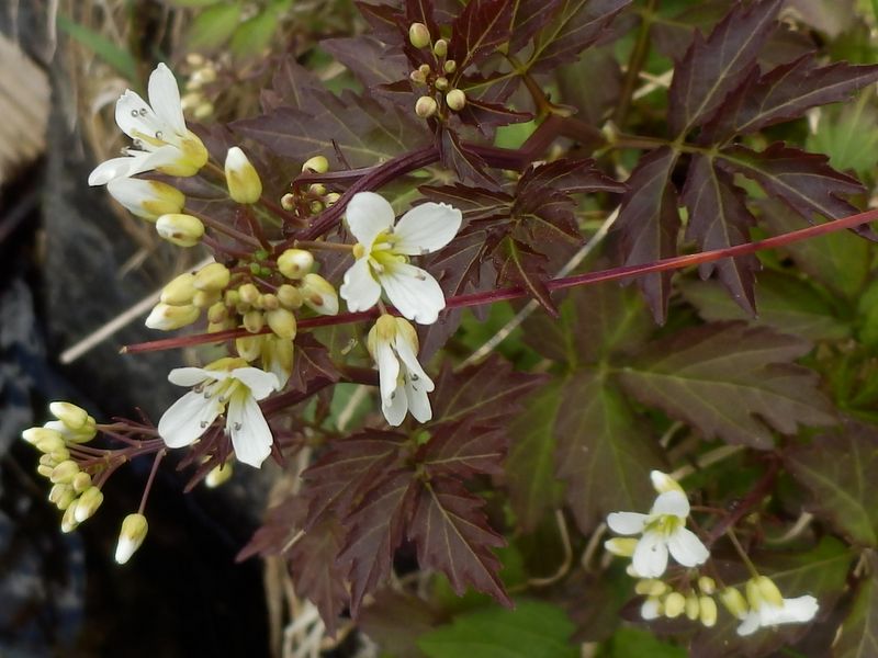 紫葉のコンロンソウ？