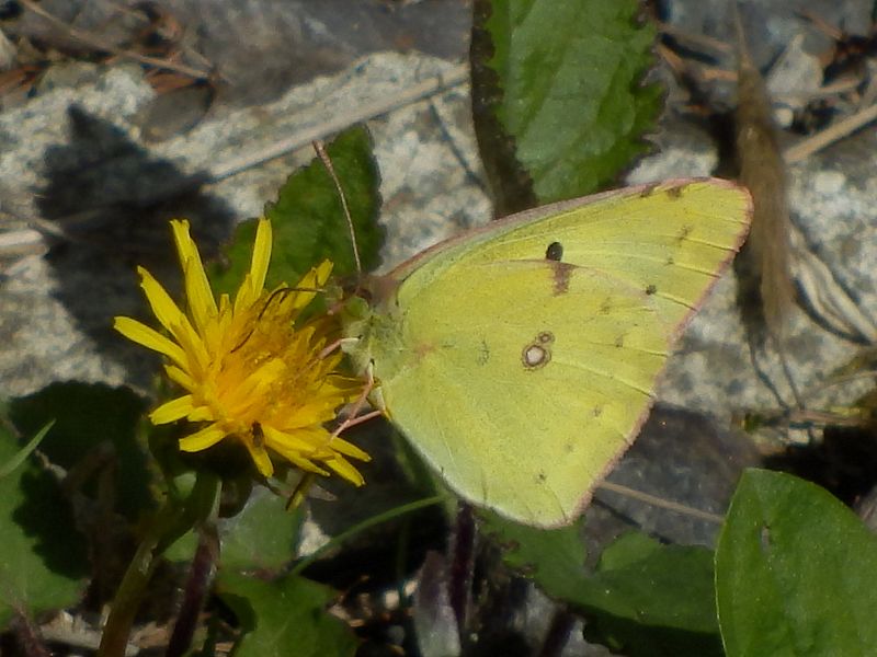 ♂のモンキチョウ