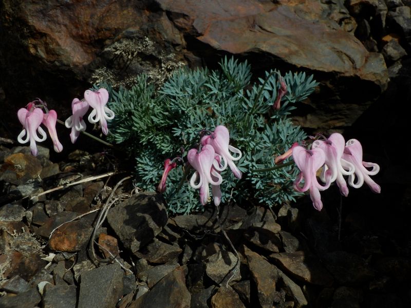 上日川ダムに植栽のコマクサ