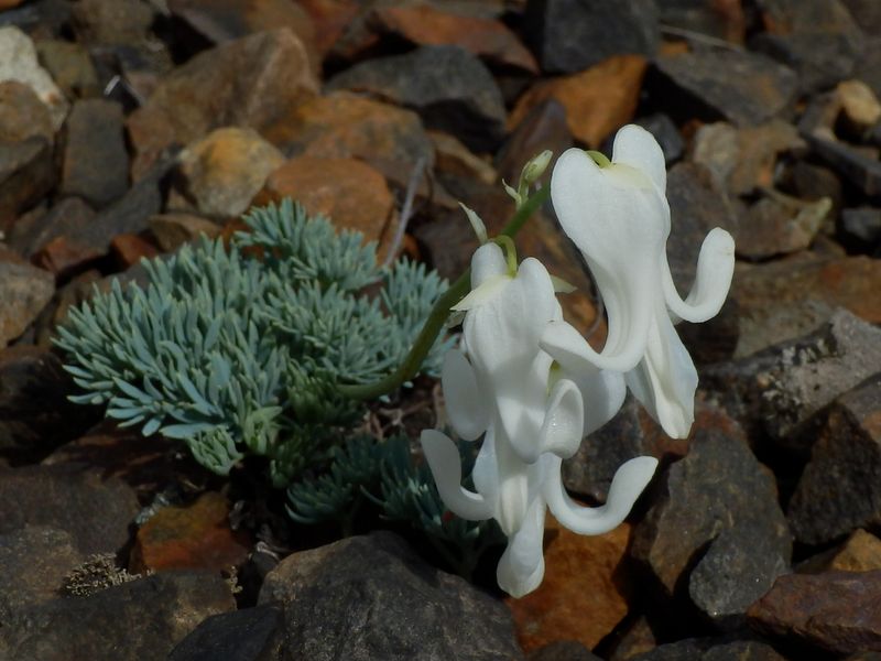 白花のコマクサも