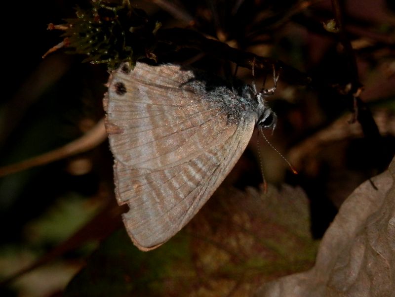 デン笠・甚之函山 -- ボロになった、晩秋のウラナミシジミ