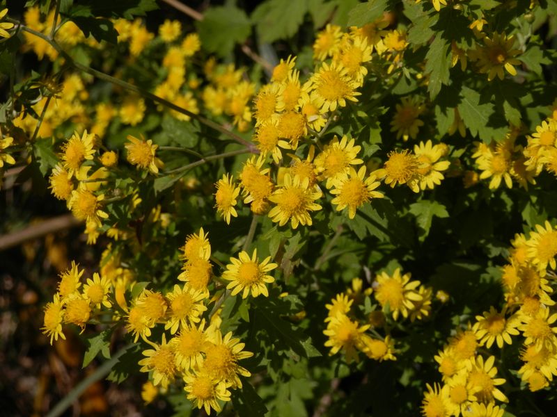 デン笠・甚之函山 -- 太陽の光をいっぱいに浴びる、アワコガネギク