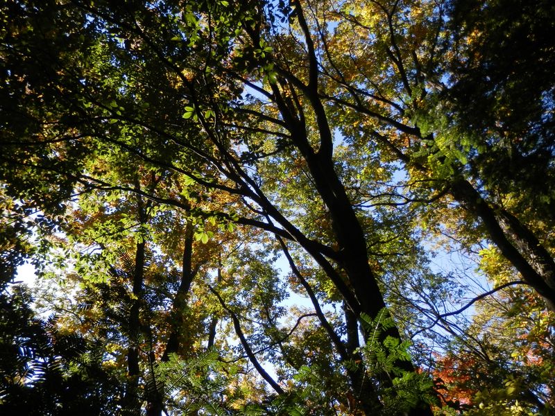 デン笠・甚之函山 -- 緑葉もきれい