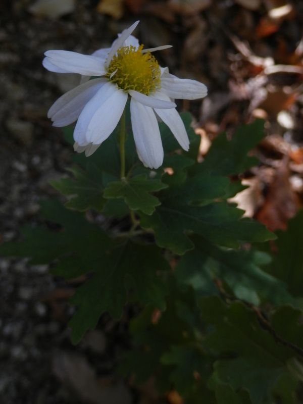 デン笠・甚之函山 -- 一輪だけ咲いていたリュウノウギク
